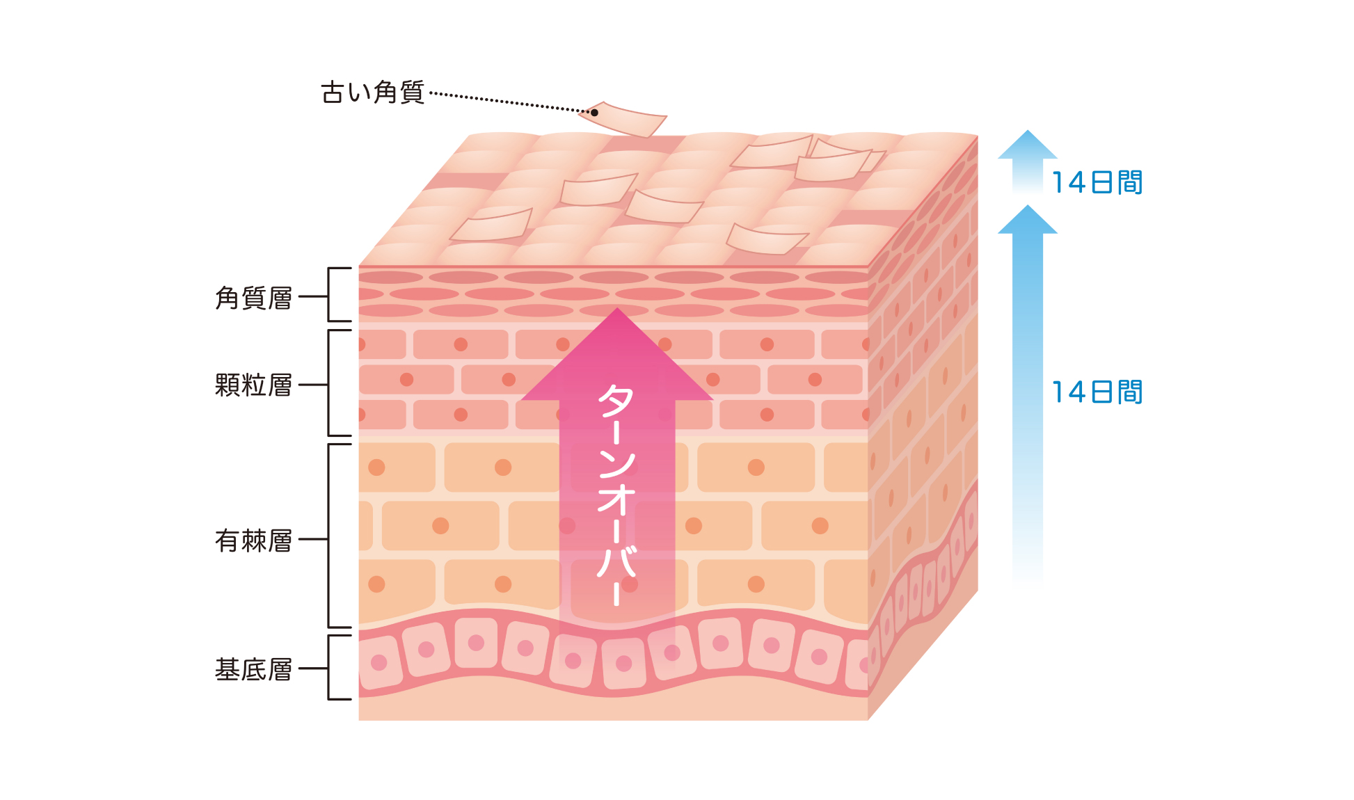 肌のターンオーバー説明画像